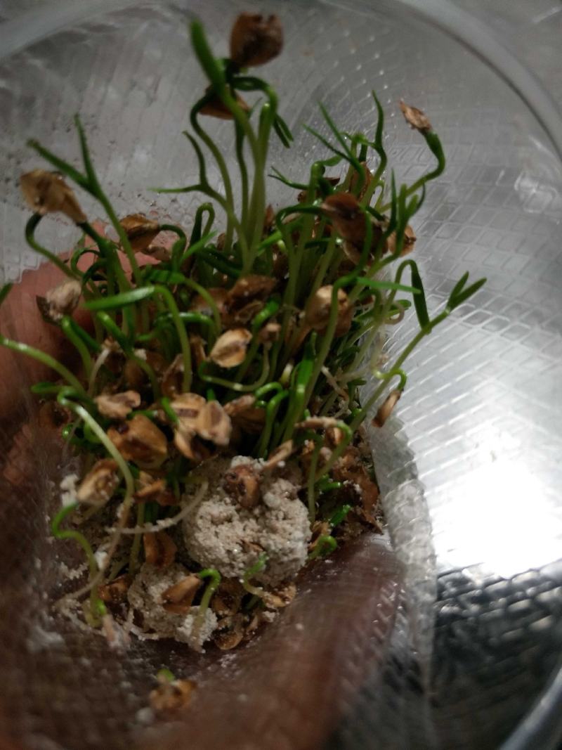 水杉种子，当年水杉新种子，发芽率90%。
