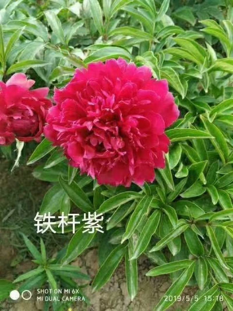 芍药，精品观赏芍药，基地直供，保品种，保成活