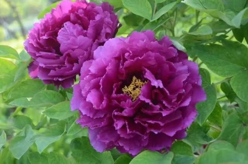 牡丹苗观赏牡丹花苗千层重瓣花菏泽基地直供，保成活