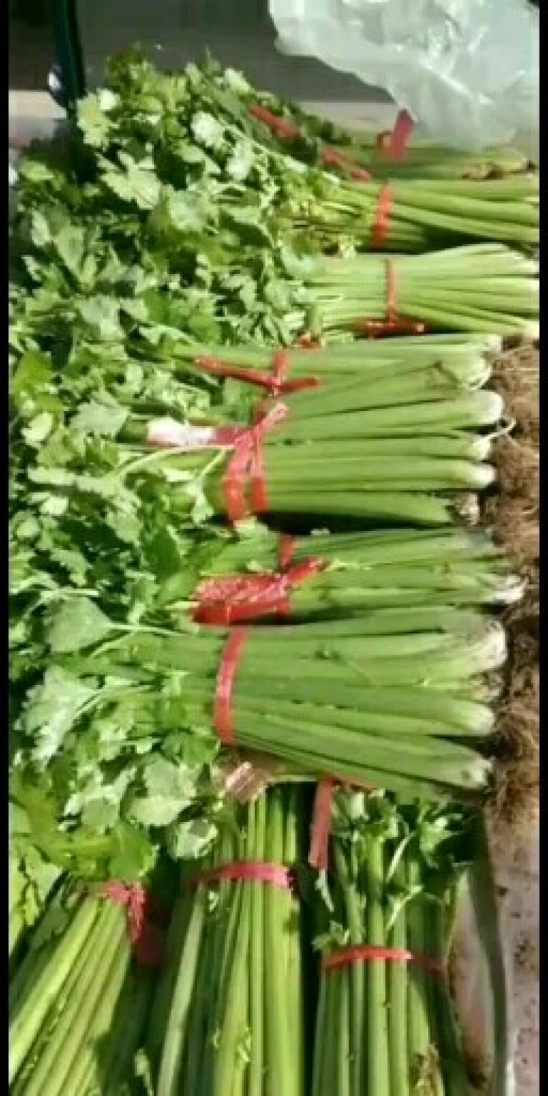 芹菜热销中，法国皇后（西芹），铁杆均有货