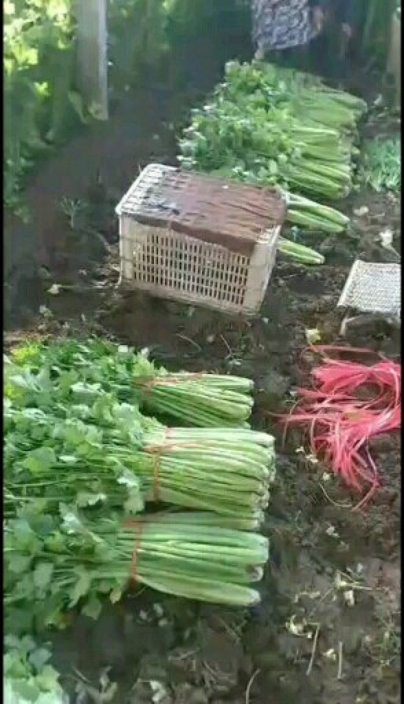 芹菜热销中，法国皇后（西芹），铁杆均有货