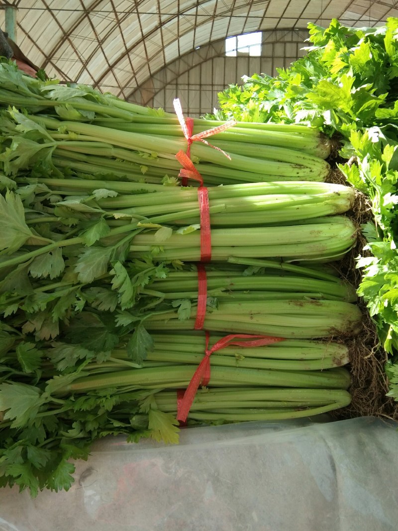 芹菜热销中，法国皇后（西芹），铁杆均有货