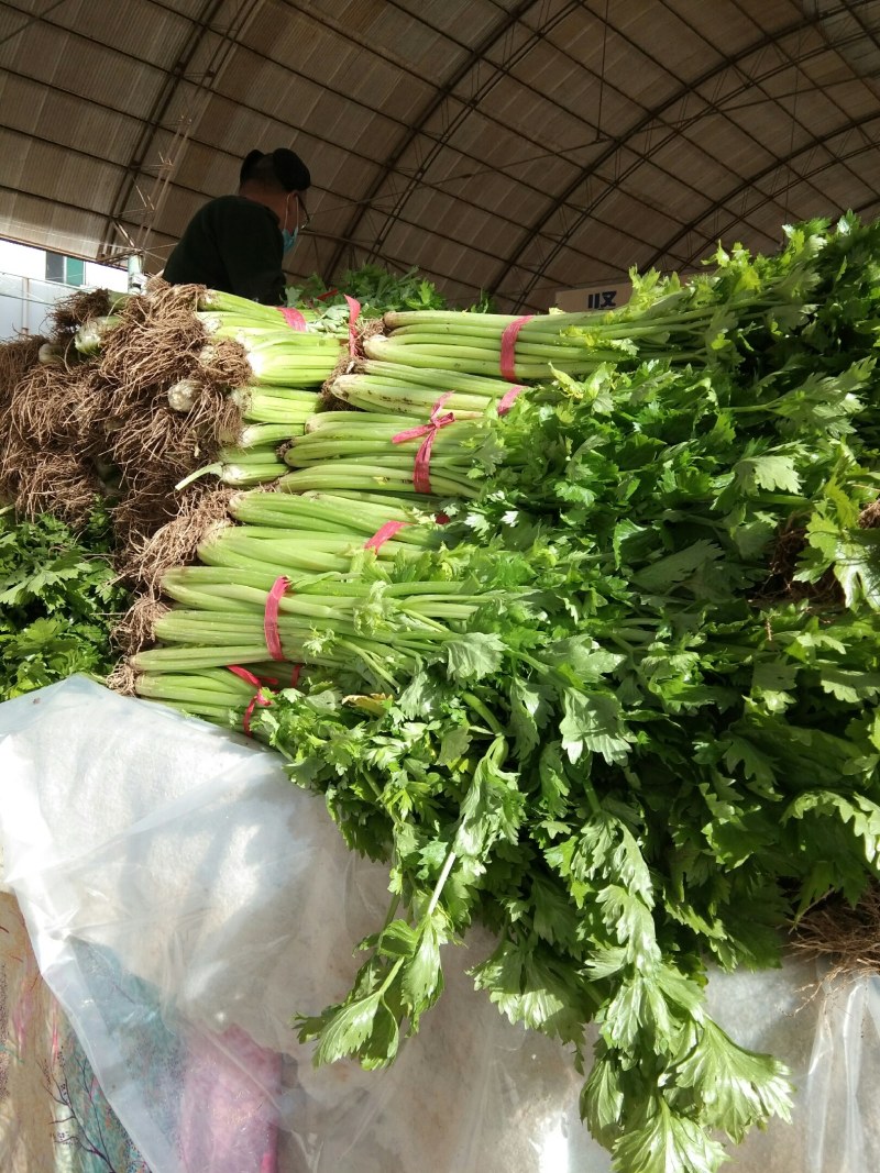芹菜热销中，法国皇后（西芹），铁杆均有货