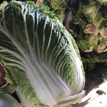 大白菜库存，青杂，净菜上车