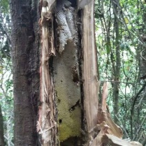 正宗深山野生土蜂蜜可长期合作