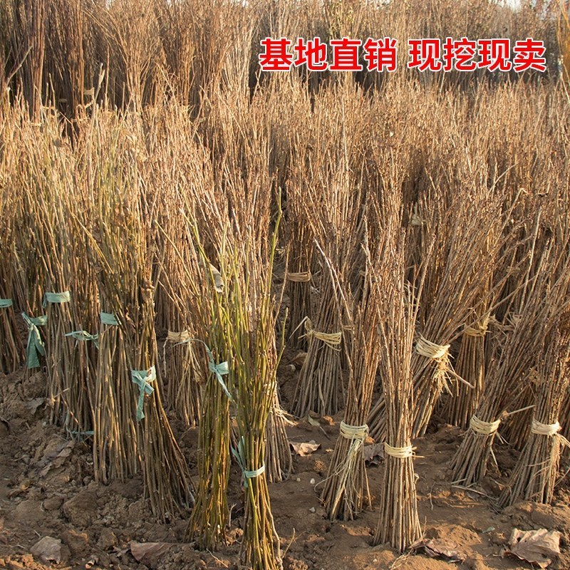 樱花苗【嫁接速生生长速度快】南方北方都可以栽