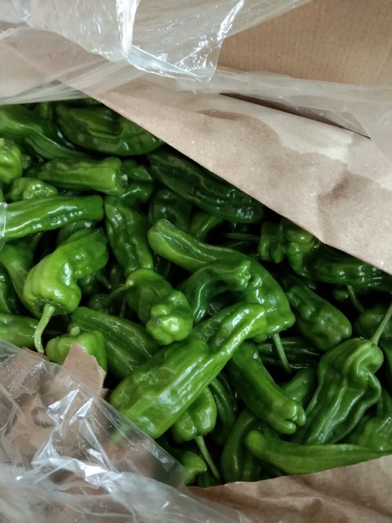 辣椒苗薄皮椒苗，邹皮椒苗苏椒5号免费技术指导