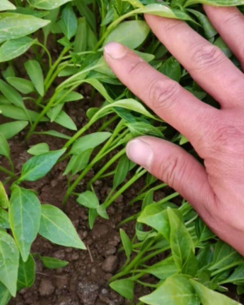 辣椒苗薄皮椒苗，邹皮椒苗苏椒5号免费技术指导