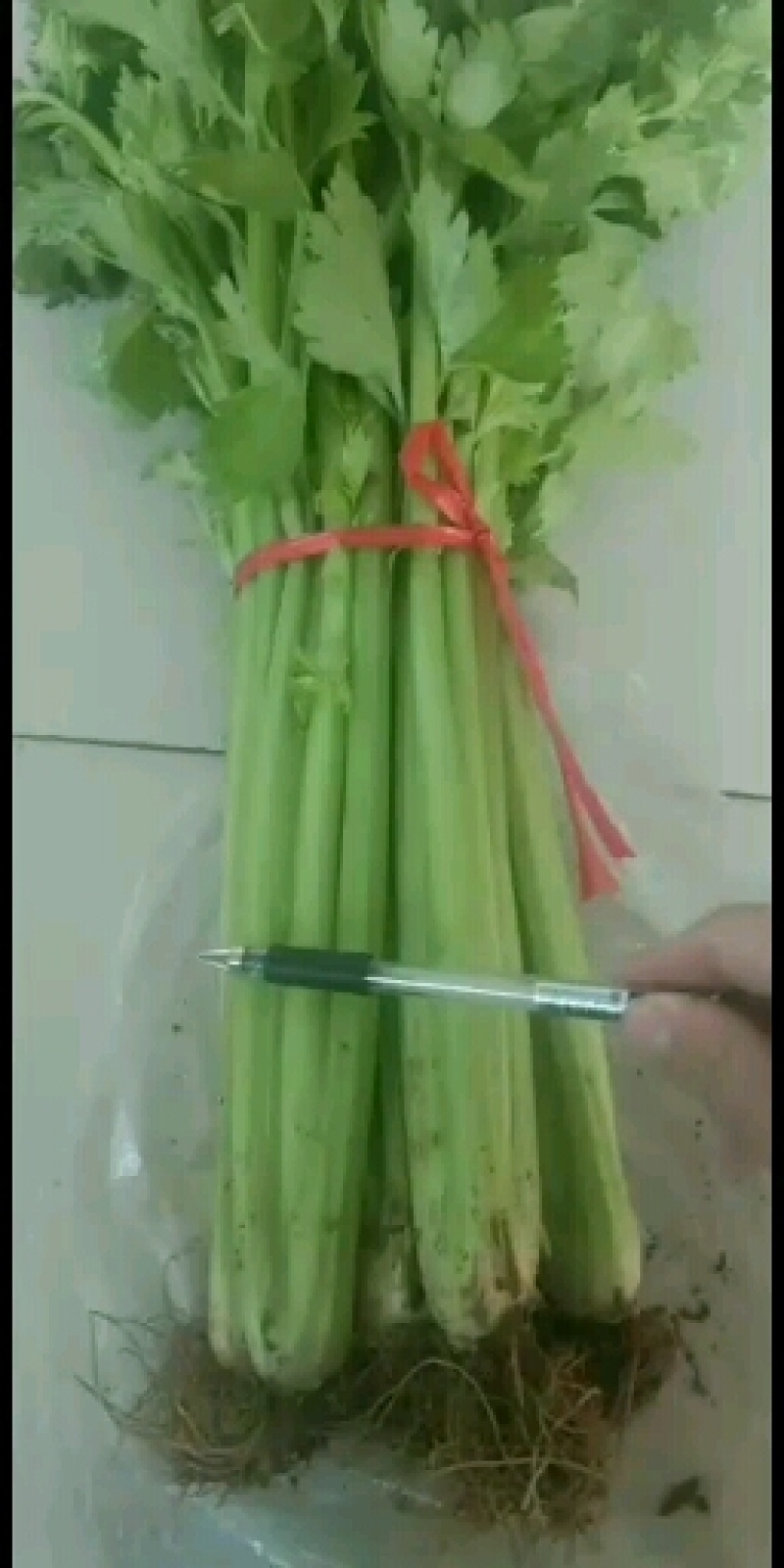 本地西芹，铁杆芹菜热销中，欢迎各位老板们前来订购