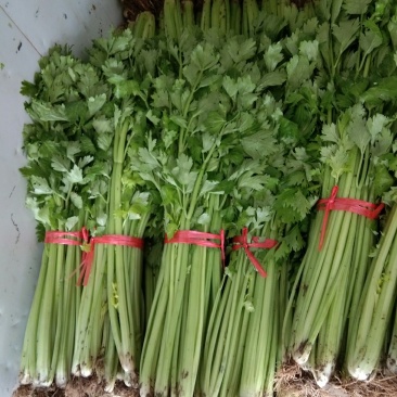 芹菜热销中，法国皇后（西芹），铁杆均有货