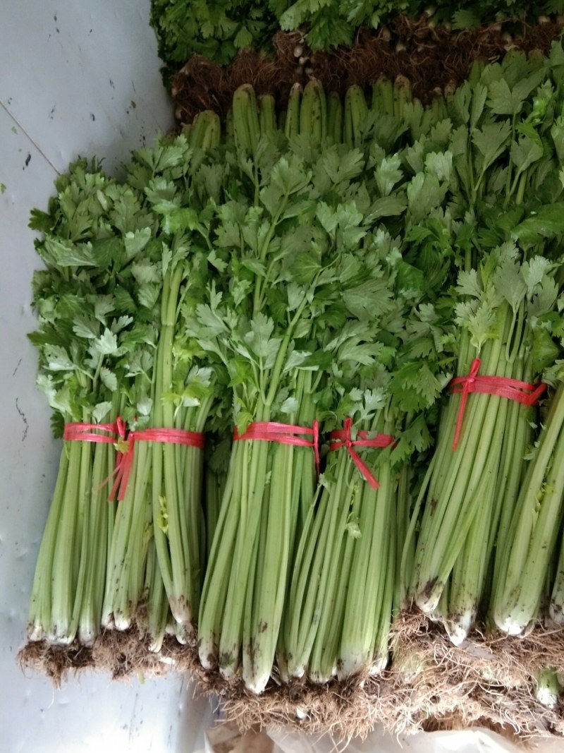 芹菜热销中，法国皇后（西芹），铁杆均有货