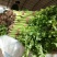 本地优质西芹，铁杆上市了，欢迎大家前来选购