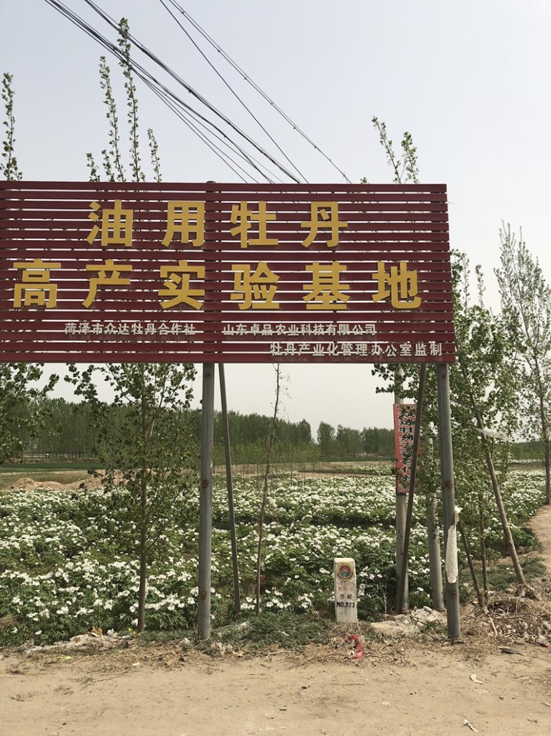 油用牡丹苗油用牡丹药用牡丹一二三四五年基地