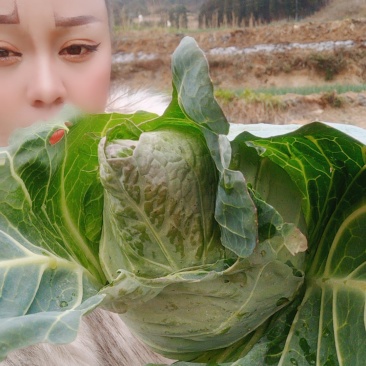本人有包菜一百吨，需要的老板速联系！