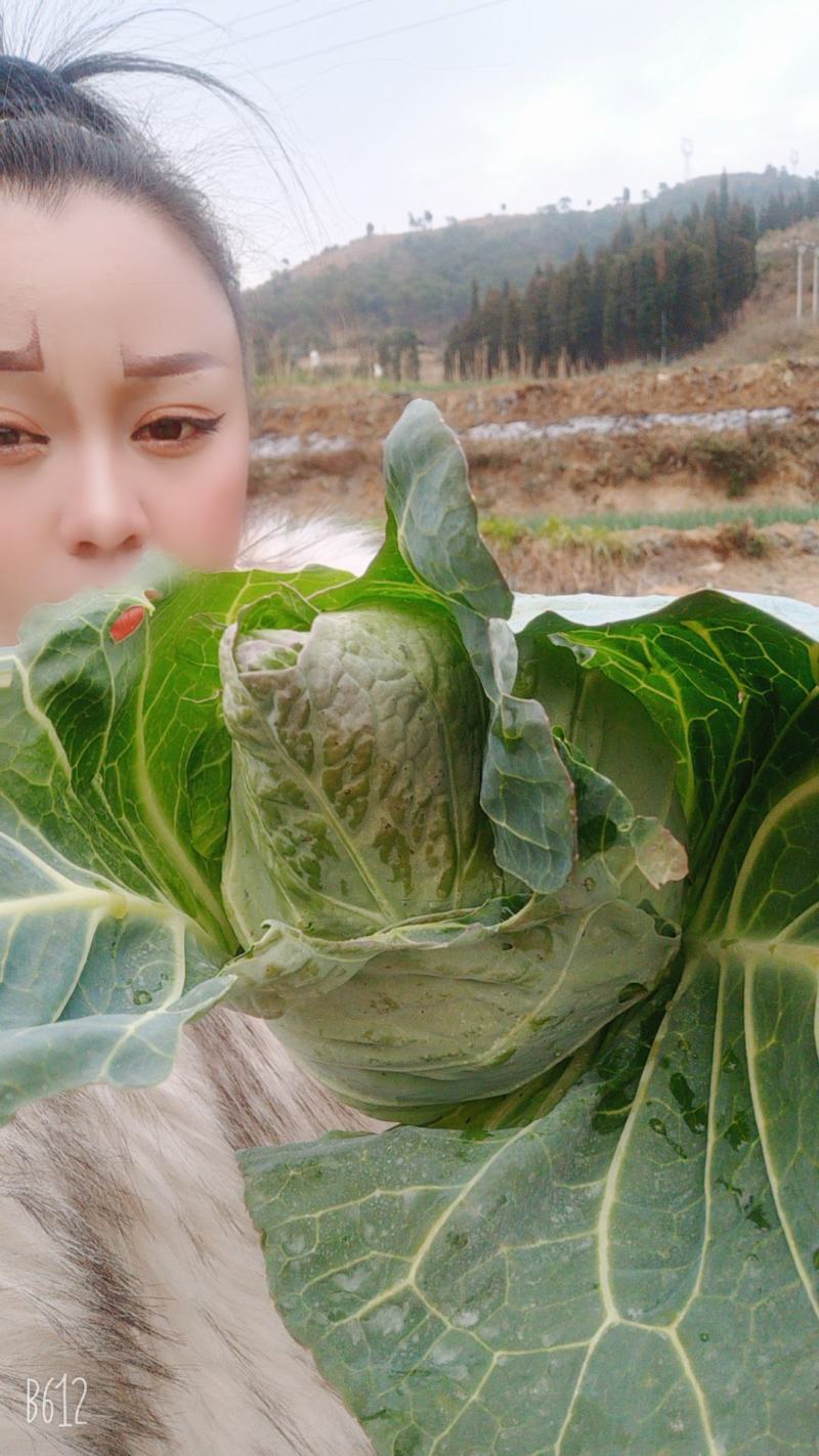 本人有包菜一百吨，需要的老板速联系！