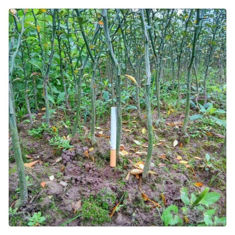 枳壳苗枸橘苗嫁接橘子砧木篱笆围墙用枸橘苗现挖苗