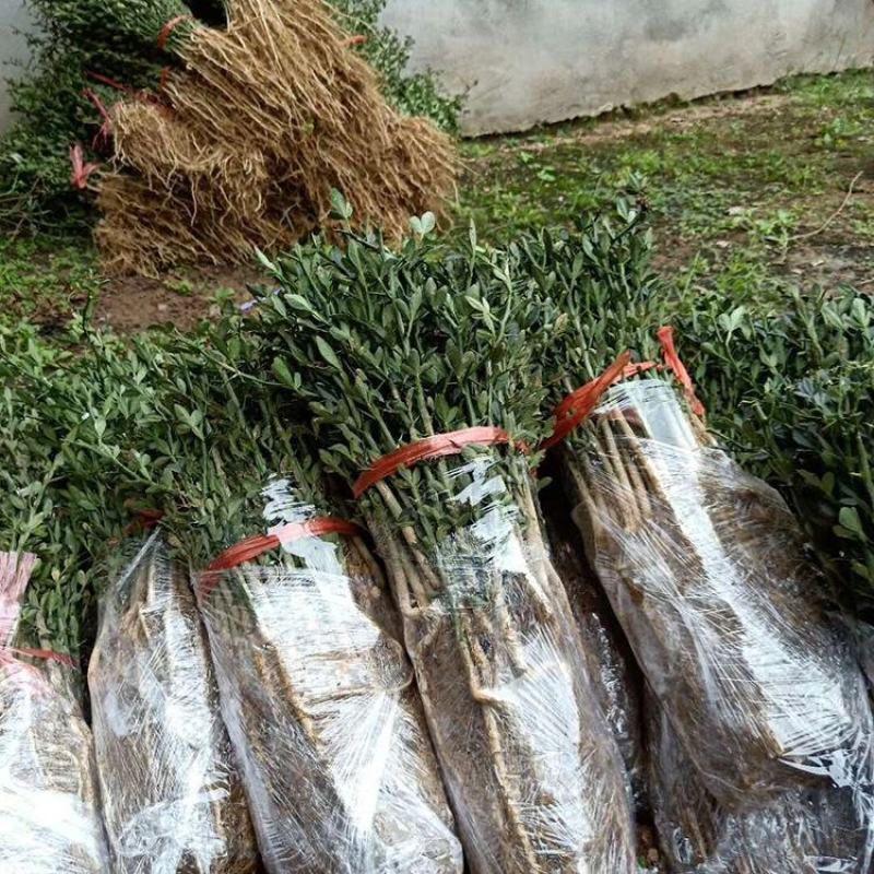 枳壳苗枸橘苗嫁接橘子砧木篱笆围墙用枸橘苗现挖苗