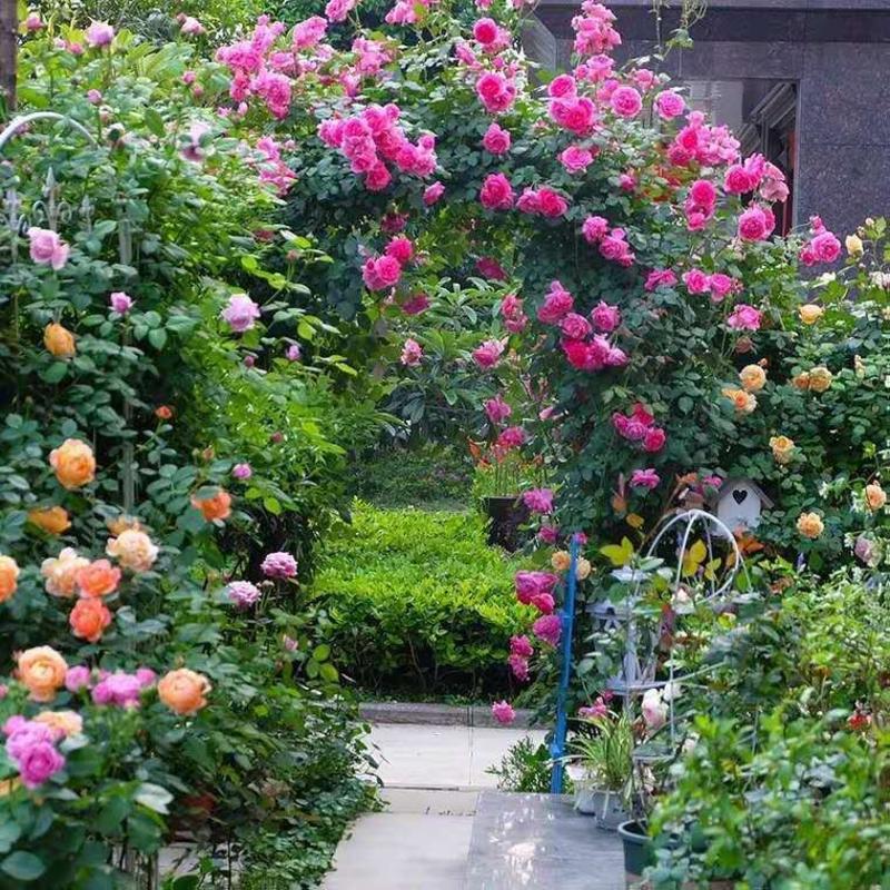 四季蔷薇多色蔷薇庭院美化街道绿化盆栽地栽易成活