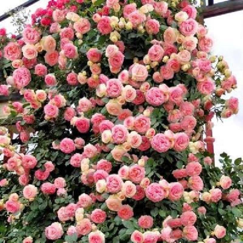 四季蔷薇多色蔷薇庭院美化街道绿化盆栽地栽易成活