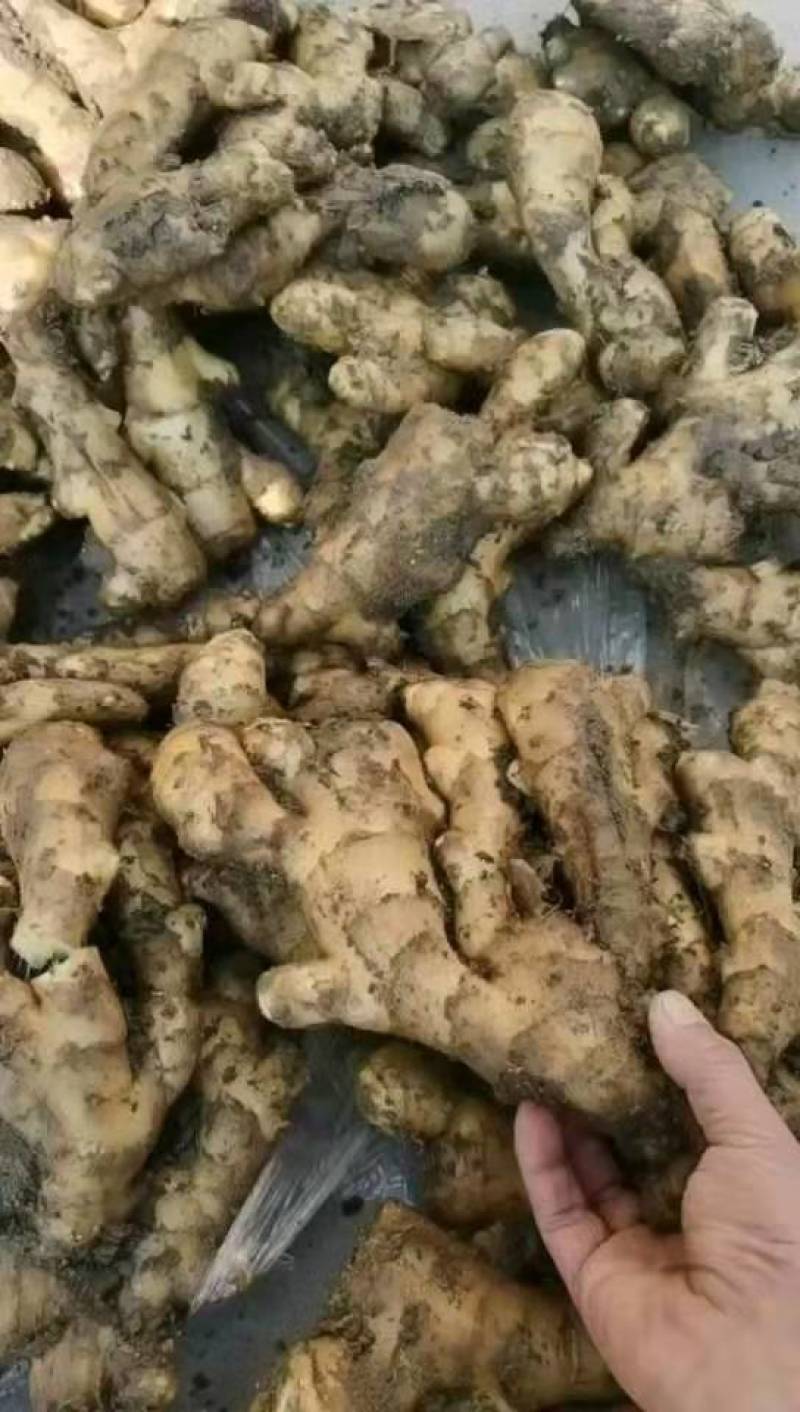 大黄姜生姜山东地头直发自产自销可视频看货欢迎咨询