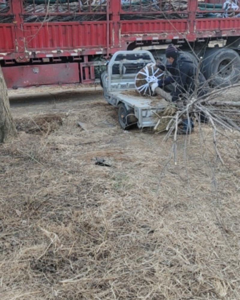 红梅，梅花系列优质品种，适合高档小区及道路点缀用苗