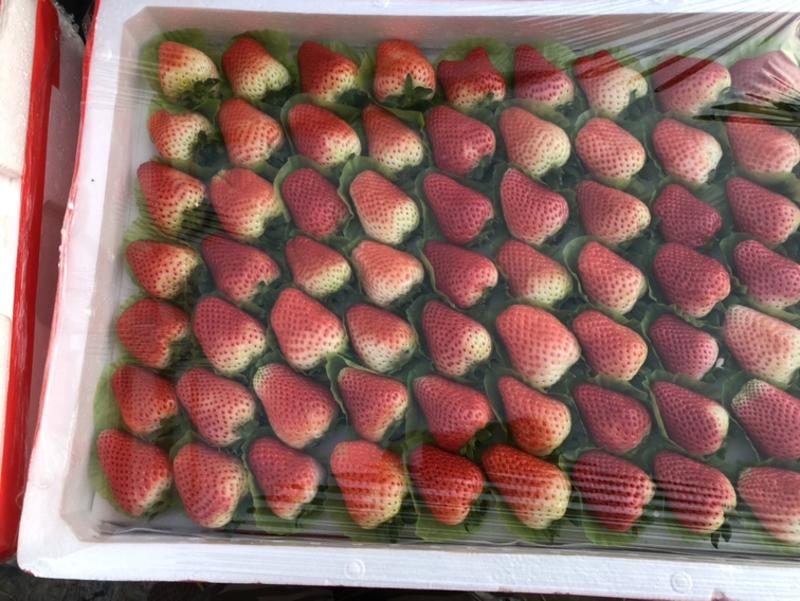 奶油草莓基地直供大量上市欢迎新老客户前来选购代卖勿扰