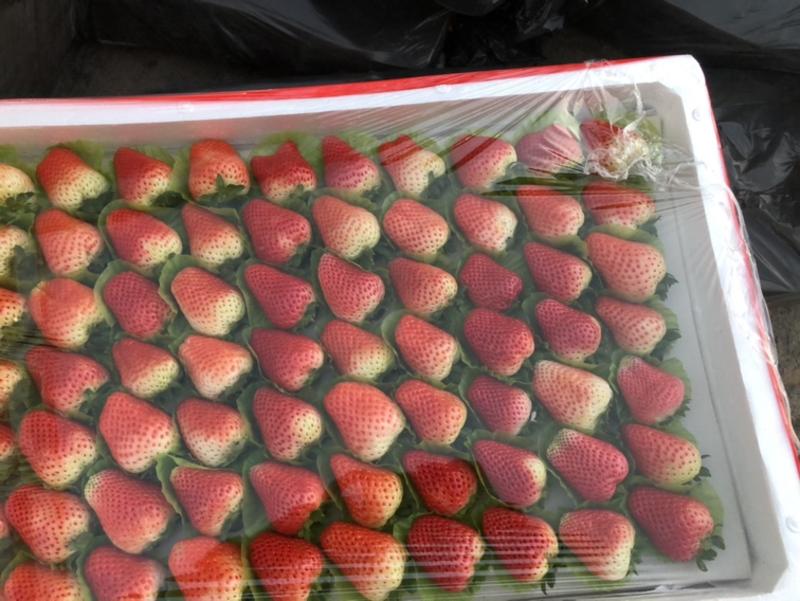 奶油草莓基地直供大量上市欢迎新老客户前来选购代卖勿扰