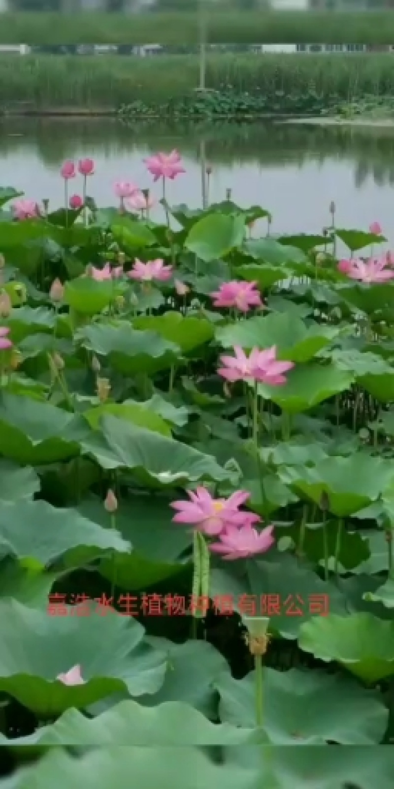 水生花卉苗再力花苗常绿鸢尾梭鱼草.再力花.凤眼莲.水生鸢尾等