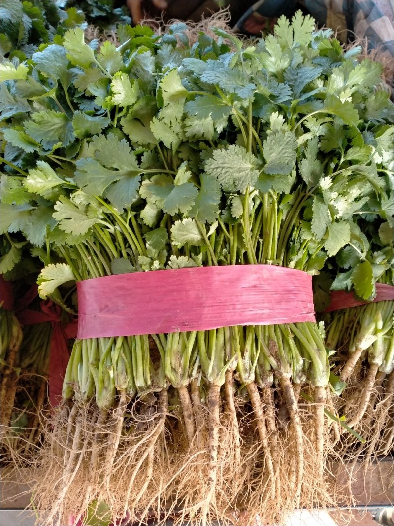 精品香菜产地一手货源诚信代办保质保量！