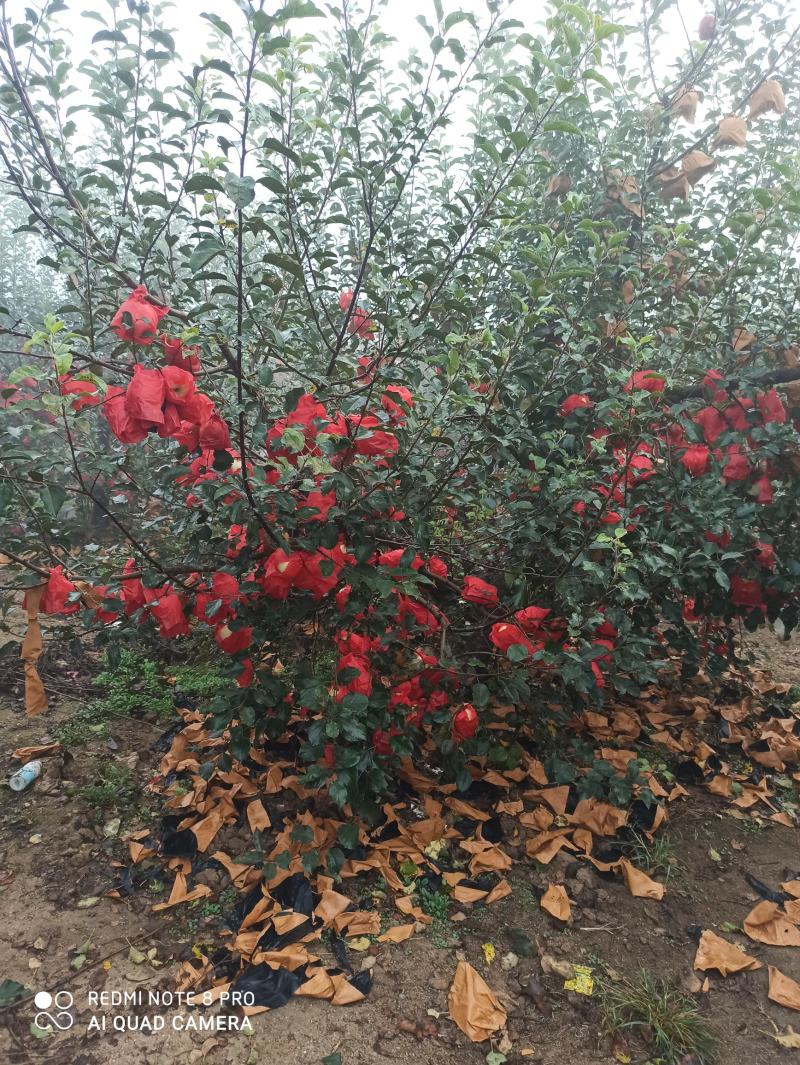 苹果苗批发响富苹果苗乔化苗现挖现发保证品种