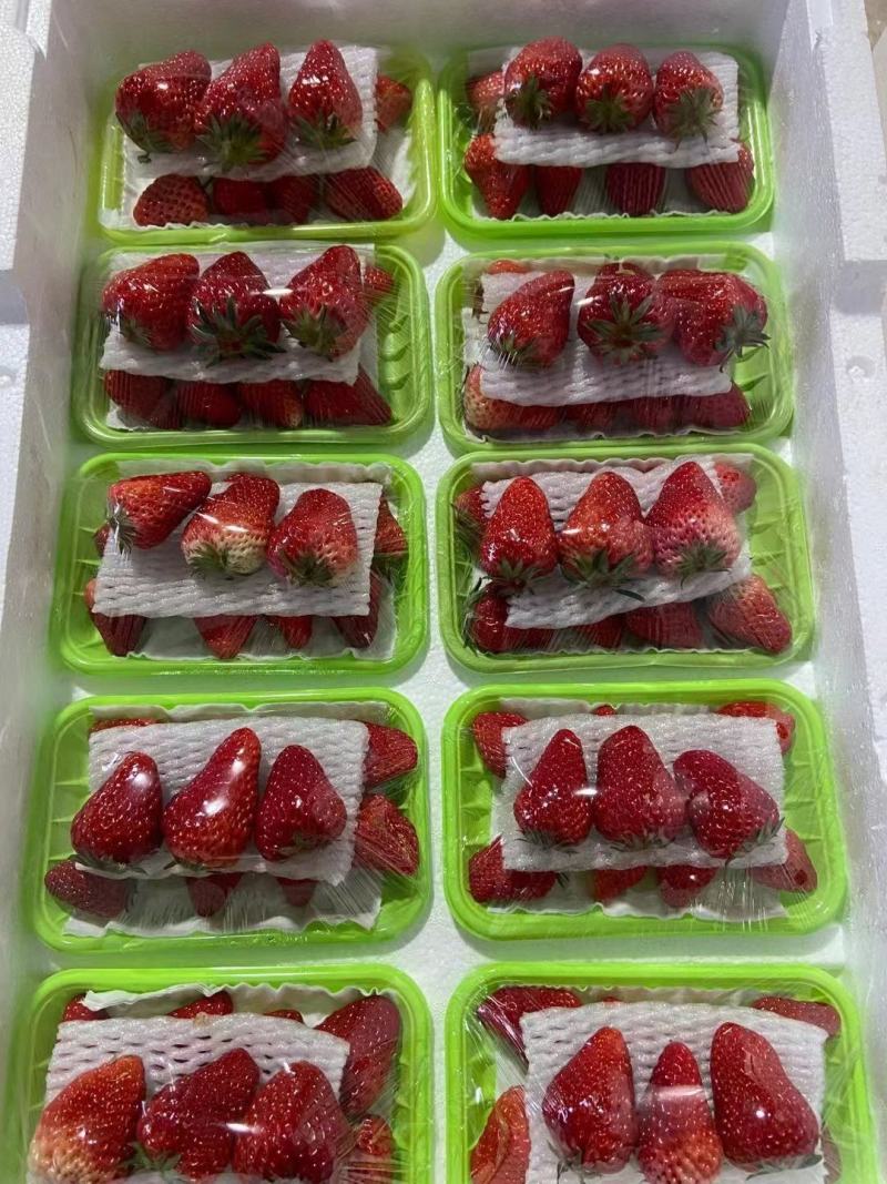 河北昌黎草莓上市口感甜果质硬颜色正耐运输