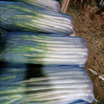 精品大葱，质量保证价格便宜，一次合作终生朋友。