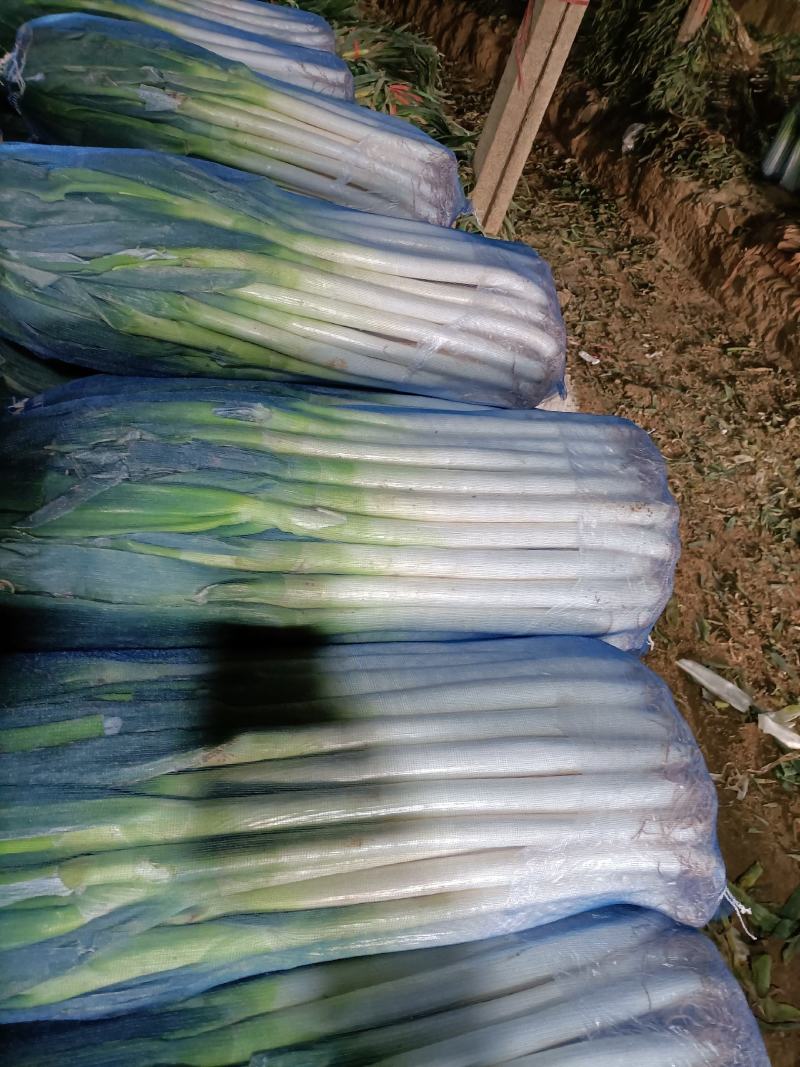 精品大葱，质量保证价格便宜，一次合作终生朋友。