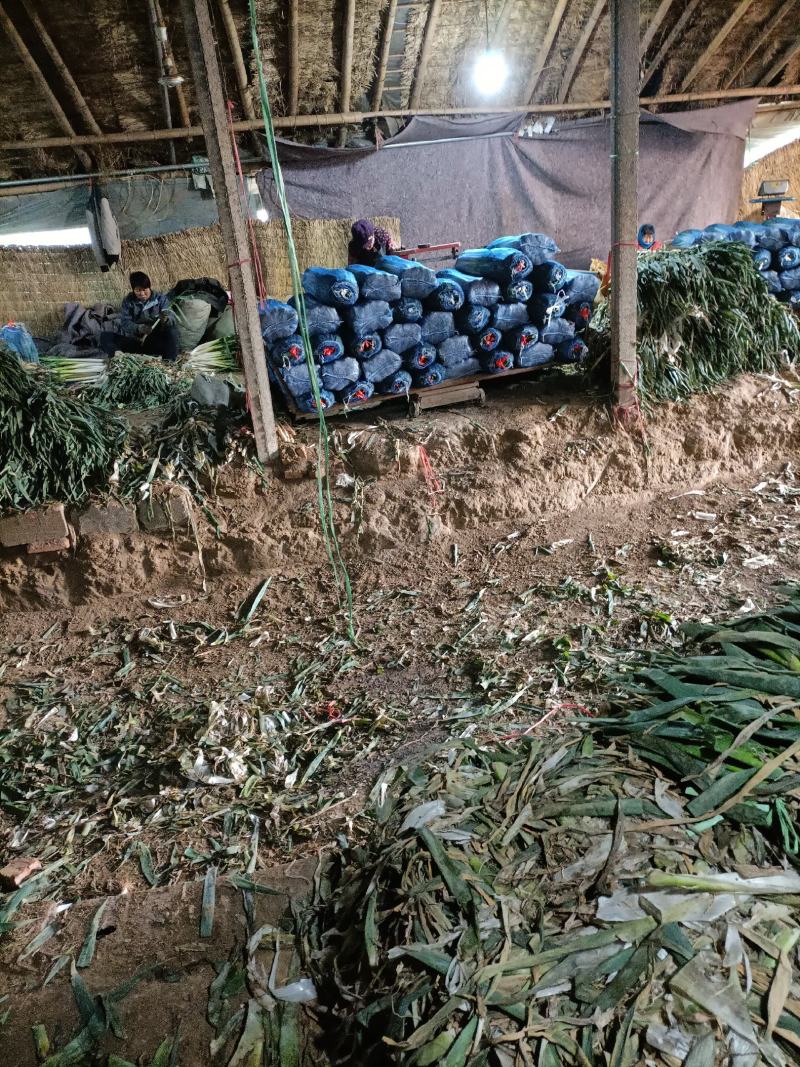 精品大葱，质量保证价格便宜，一次合作终生朋友。