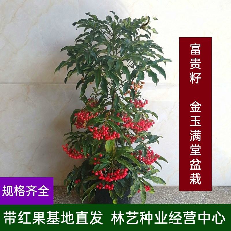 富贵籽朱砂根红凉伞黄金万两金玉满堂富贵子客厅盆栽盆景带籽