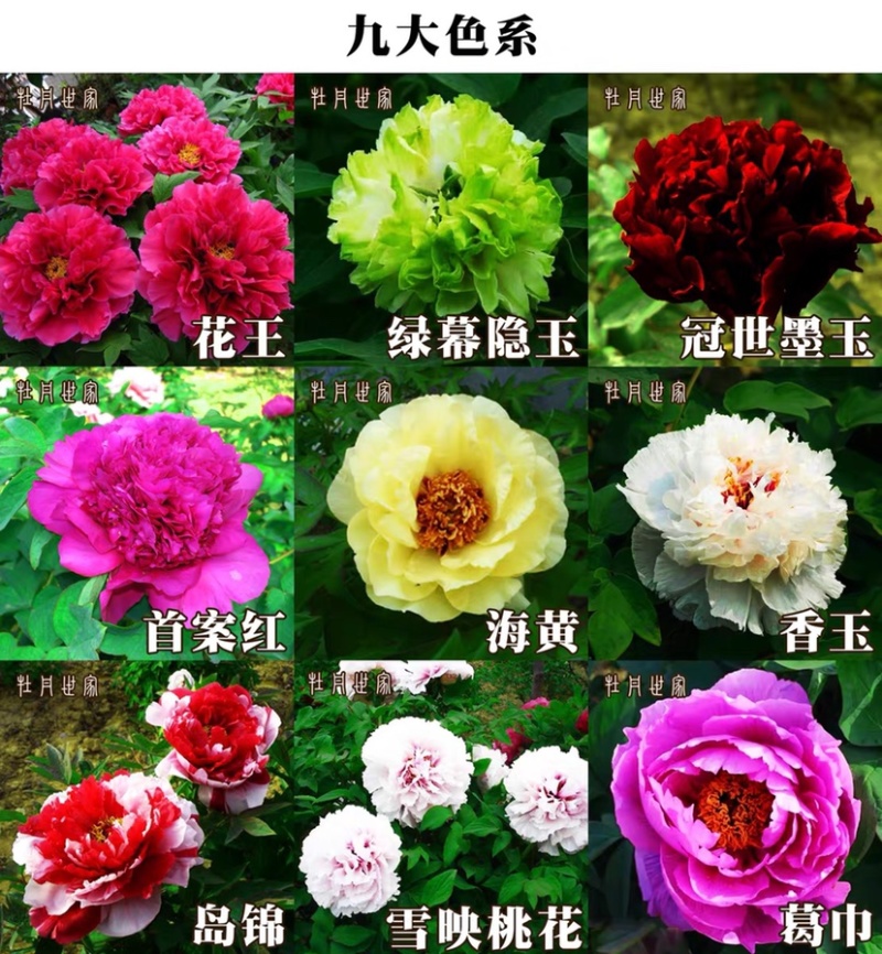 观赏牡丹苗牡丹树观赏牡丹苗菏泽观赏牡丹苗