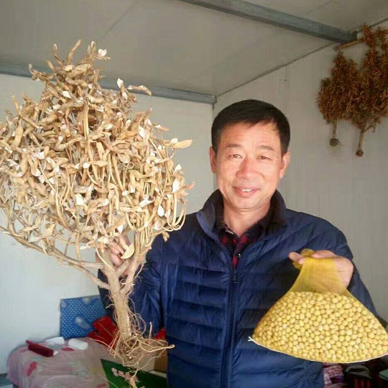 黄豆种子大豆千斤豆种子高产稳产旱四季早春大田春夏播种
