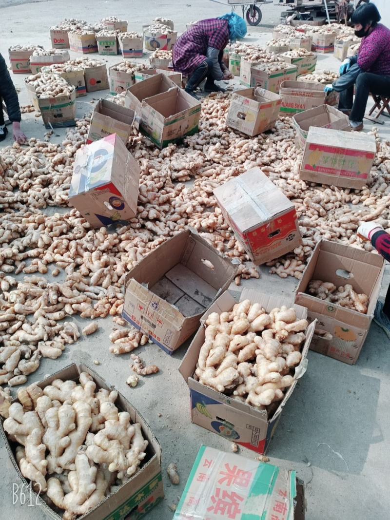 生姜大黄姜小黄姜可种植质量保证产地直发对接全国发货