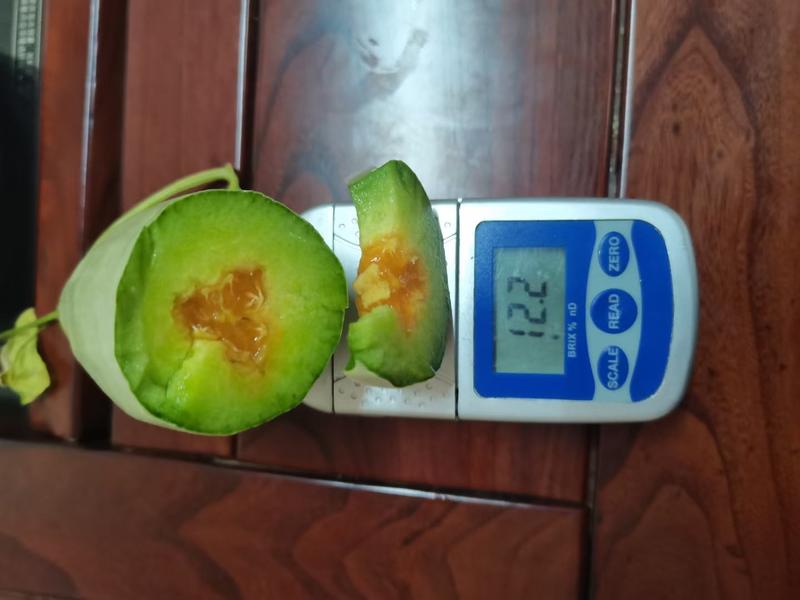 【高端】完美61甜瓜种子白皮浅绿色壤果实均匀甜度高产量高