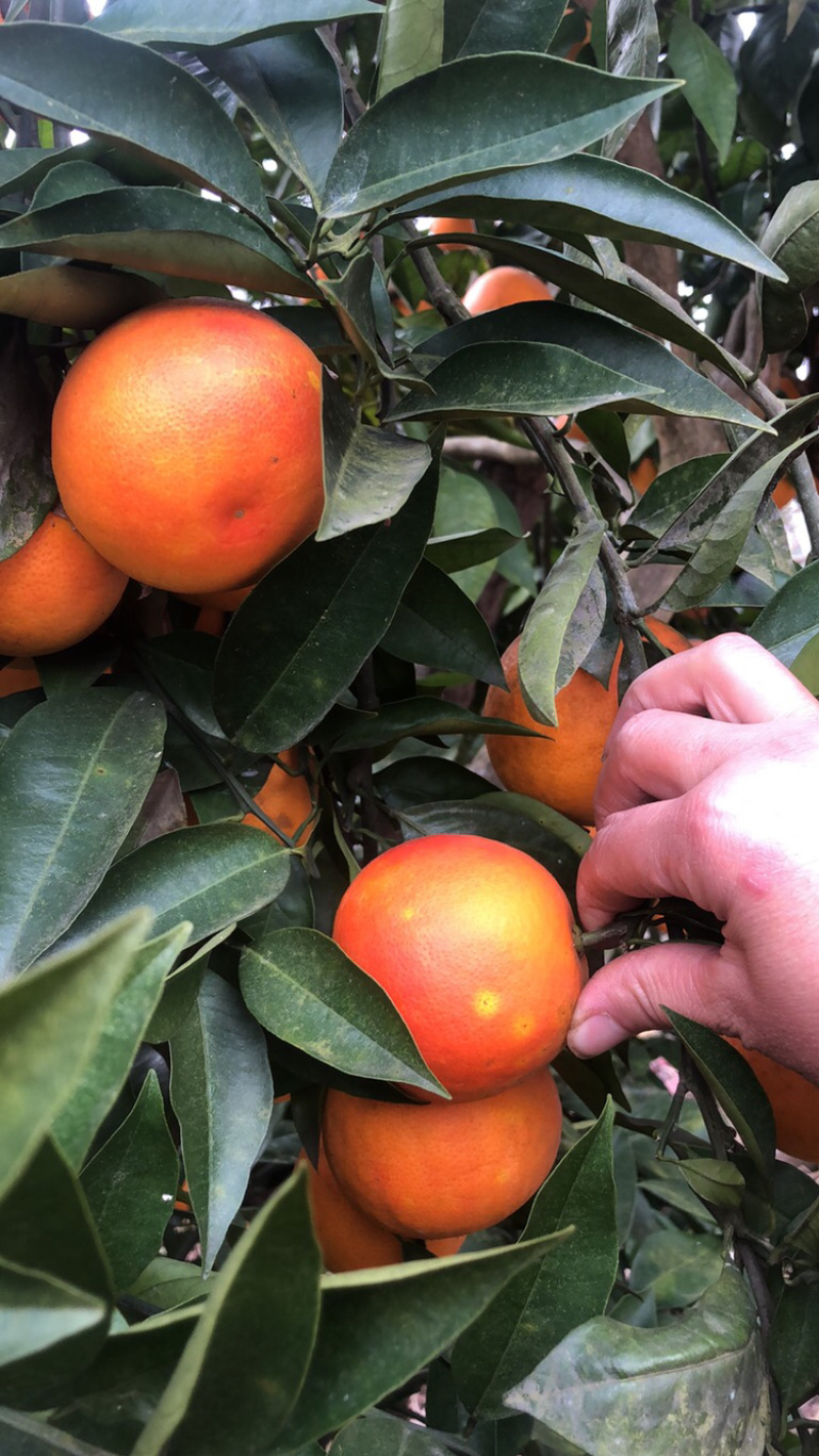 优质血橙果面干净，精心采摘保质保量发货，电商超市供货