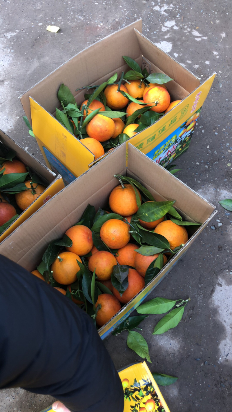 优质血橙果面干净，精心采摘保质保量发货，电商超市供货
