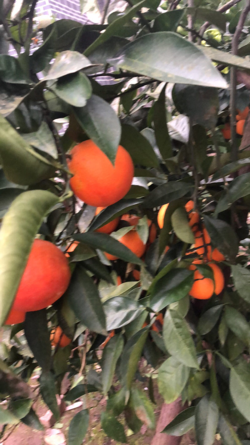 优质血橙果面干净，精心采摘保质保量发货，电商超市供货