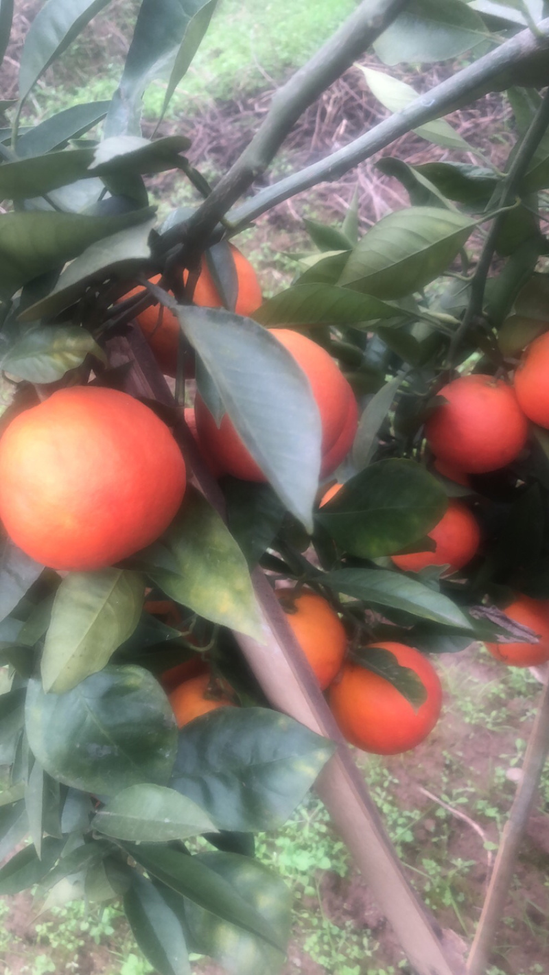 优质血橙果面干净，精心采摘保质保量发货，电商超市供货