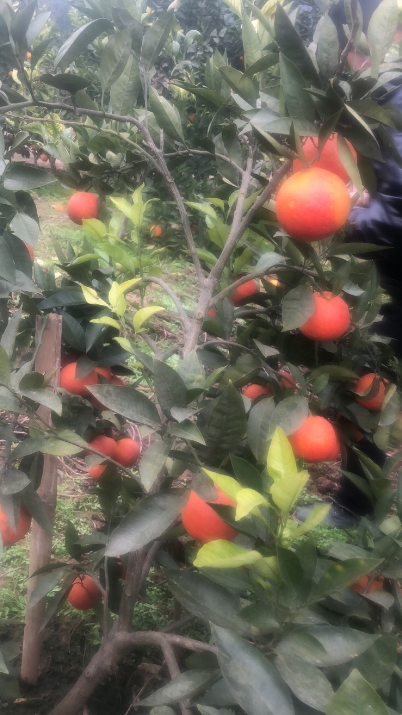 优质血橙果面干净，精心采摘保质保量发货，电商超市供货