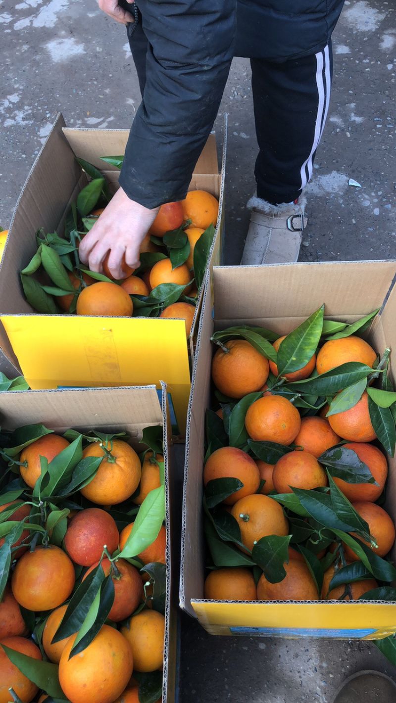 优质血橙果面干净，精心采摘保质保量发货，电商超市供货