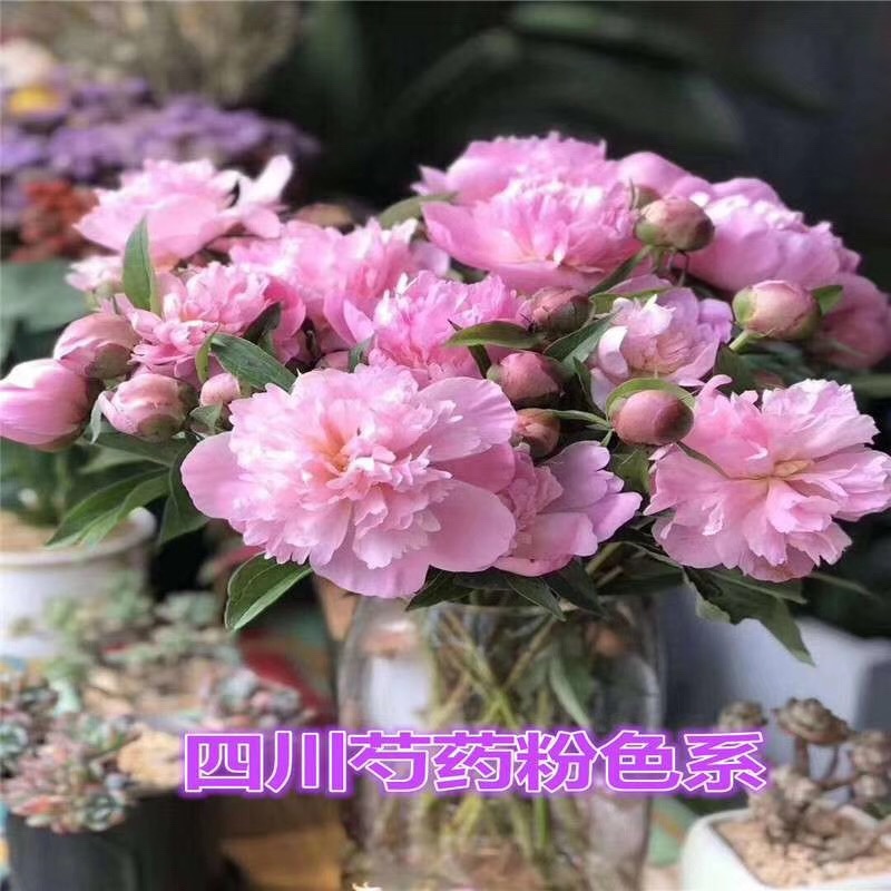 芍药鲜切花切花芍药芍药鲜花芍药切花基地