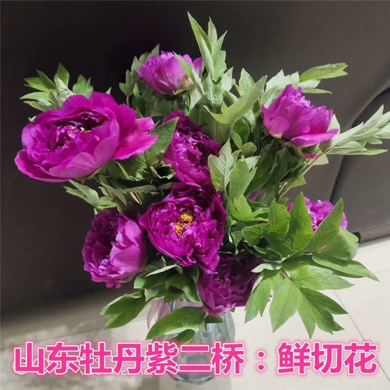 芍药鲜切花切花芍药芍药鲜花芍药切花基地