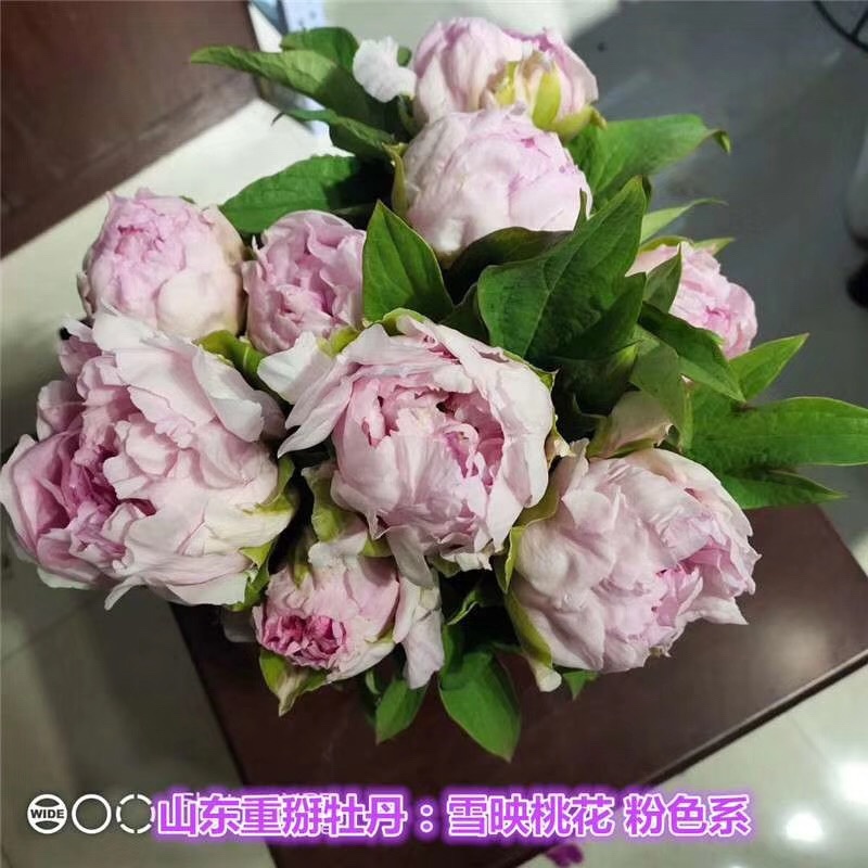 芍药鲜切花切花芍药芍药鲜花芍药切花基地