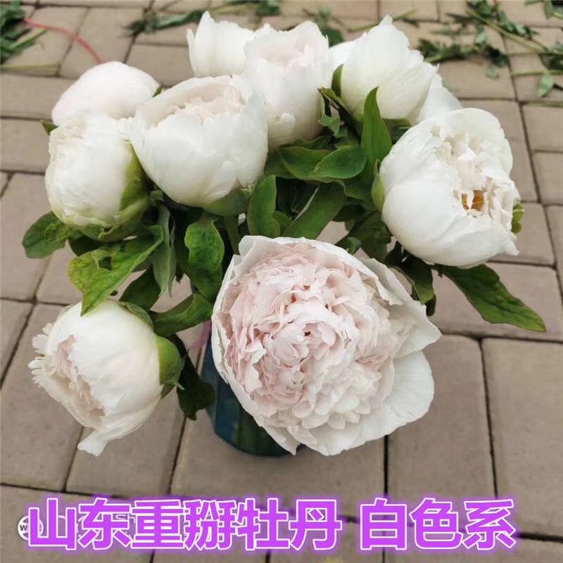 芍药鲜切花切花芍药芍药鲜花芍药切花基地