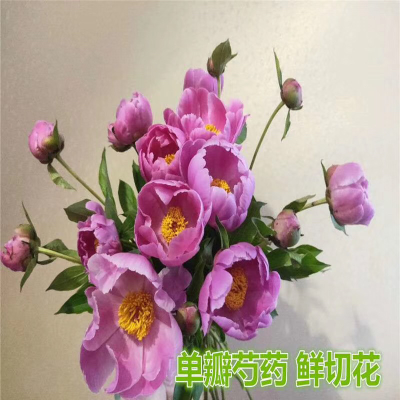 芍药鲜切花切花芍药芍药鲜花芍药切花基地